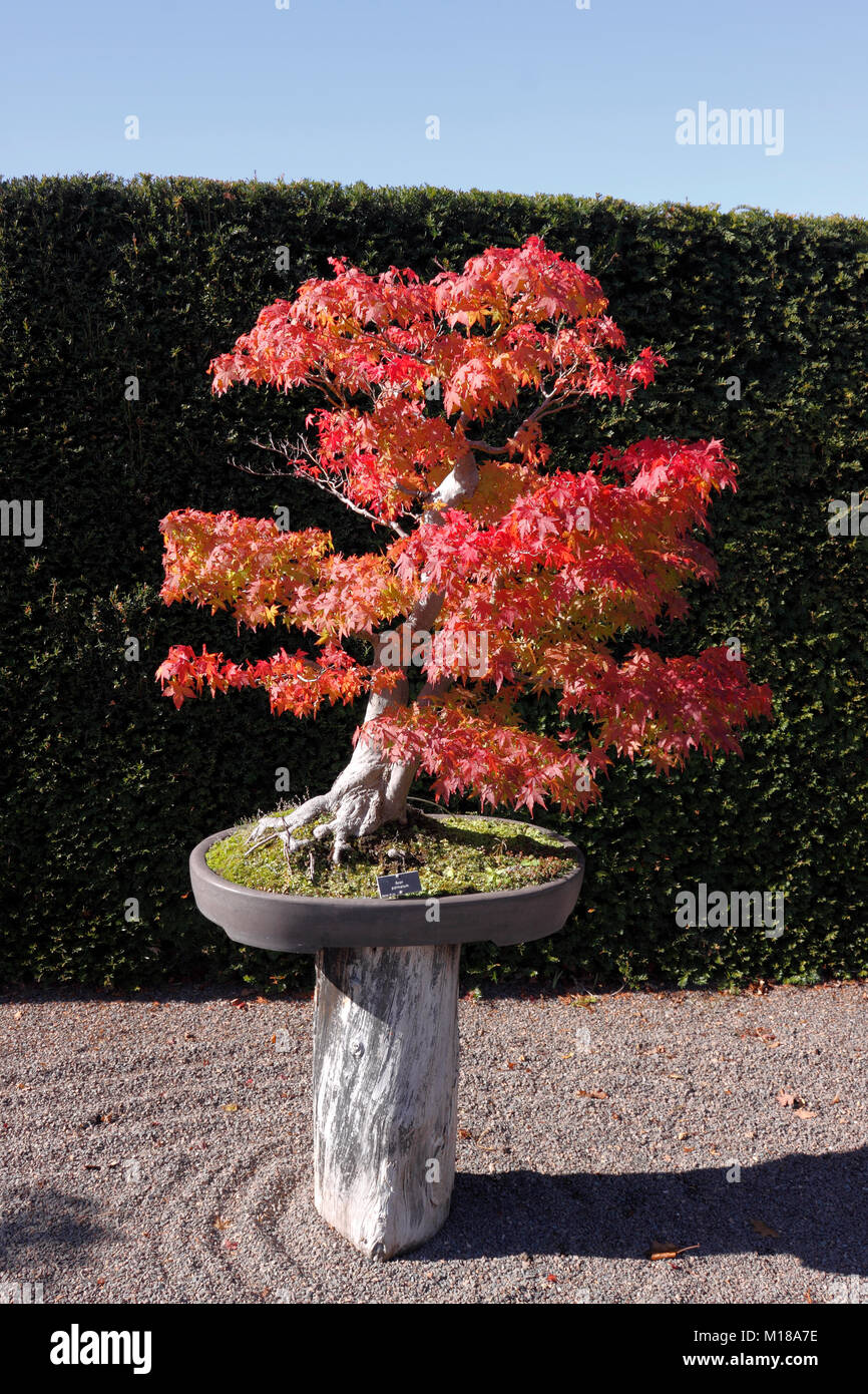 fagus lastwagen Fagus | Skip Truck main image 0