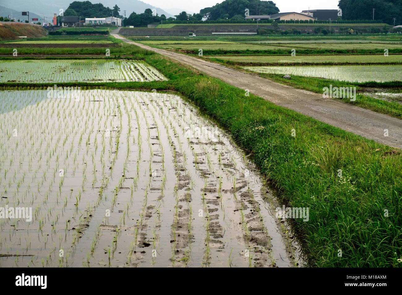 Japanische Reisfelder mit Gebäuden und die Berge im Hintergrund. Stockfoto