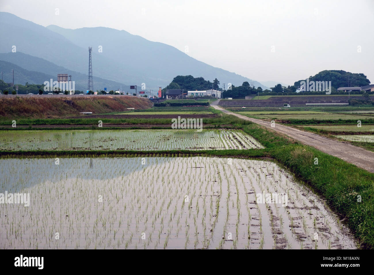 Japanische Reisfelder mit Gebäuden und die Berge im Hintergrund. Stockfoto