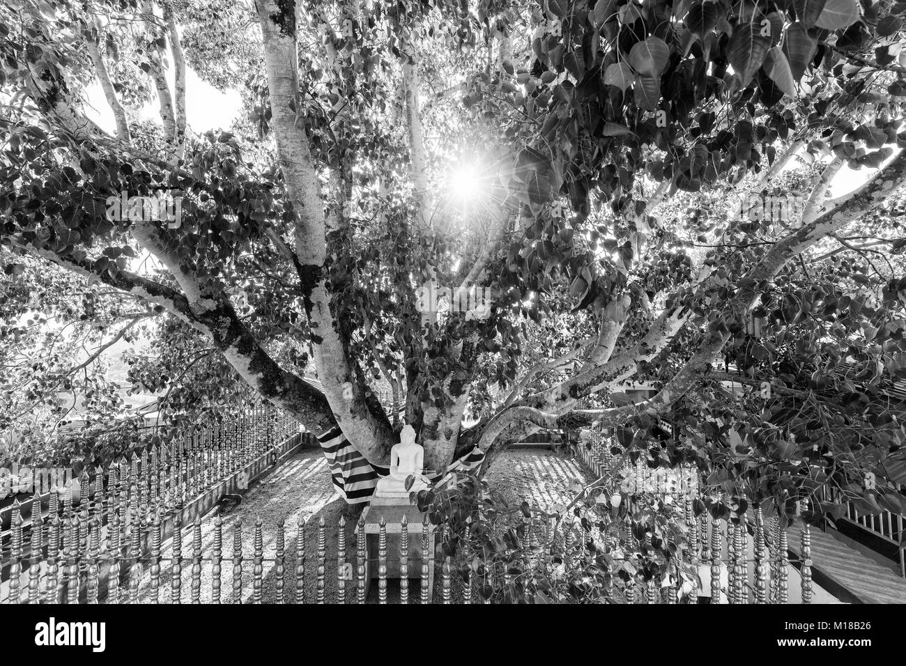 Buddha Statue unter einem heiligen Bodhi-Baum in Kandy, Sri Lanka (monochrom) Stockfoto