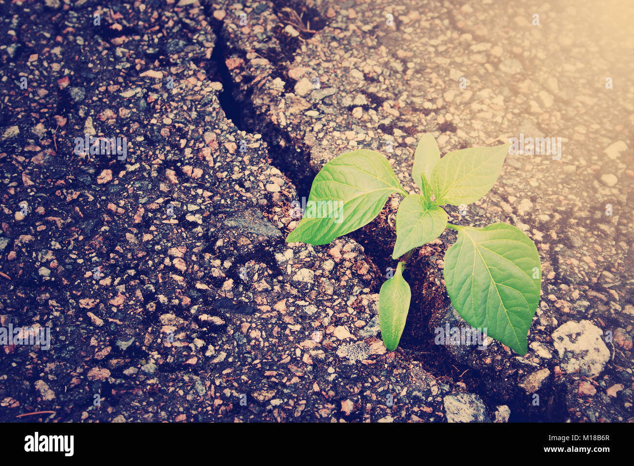 Pflanze wächst aus Riss im asphalt Stockfoto