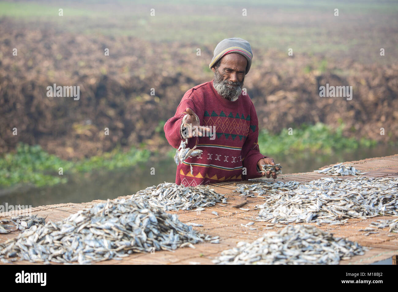 Fische sind unter der Sonne zu sein in jessore in Bangladesch getrocknet. Stockfoto