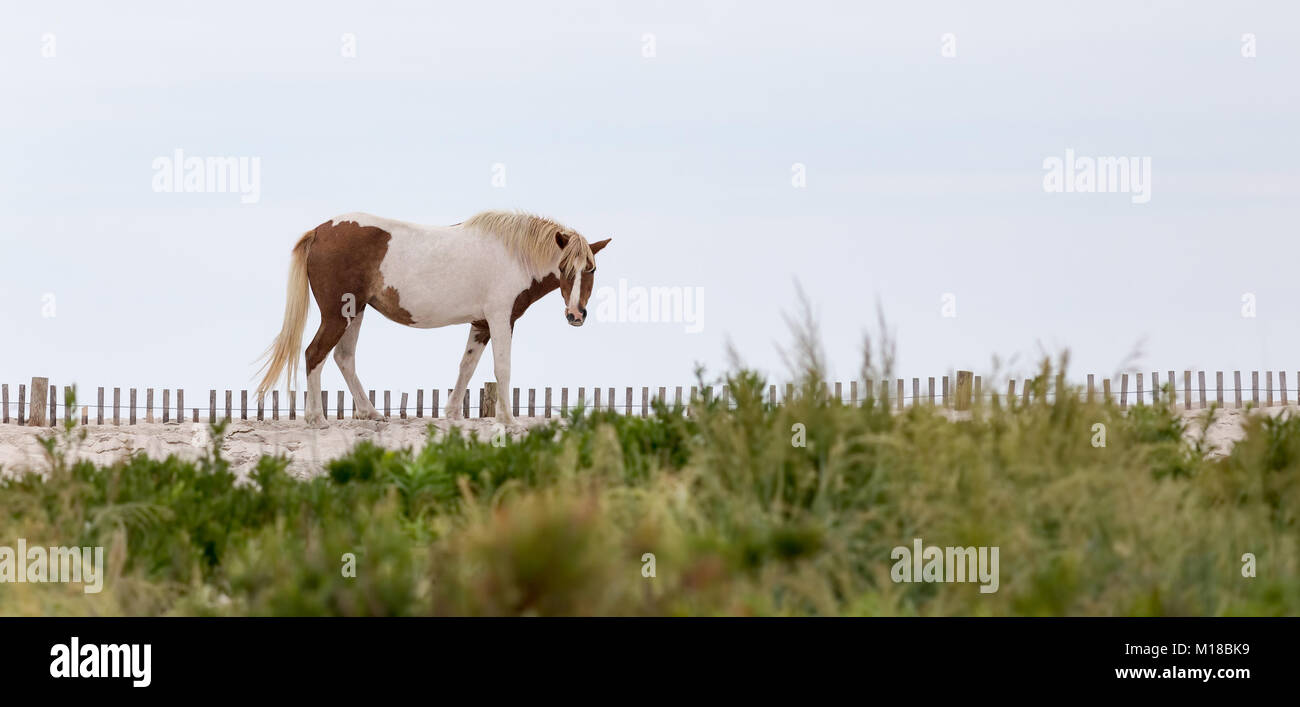 Ein wildes Pony, Pferd, Assateague Island, Maryland, USA. Diese Tiere sind auch bekannt als Assateague Pferd oder Chincoteague Ponys. Stockfoto