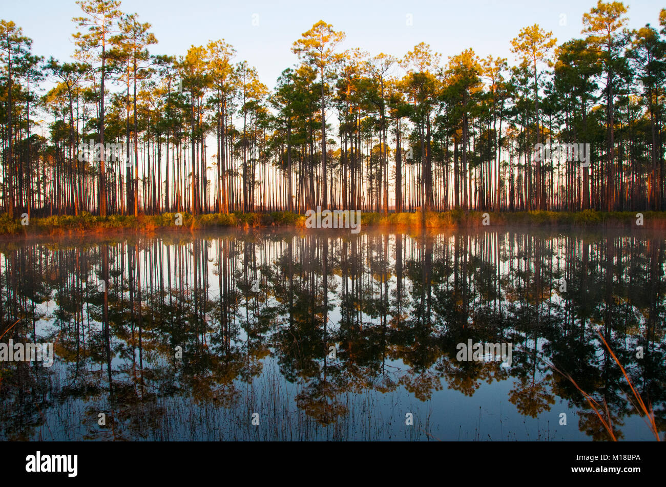 Reflexion der Bäume in den See. Virginia, United States Stockfoto