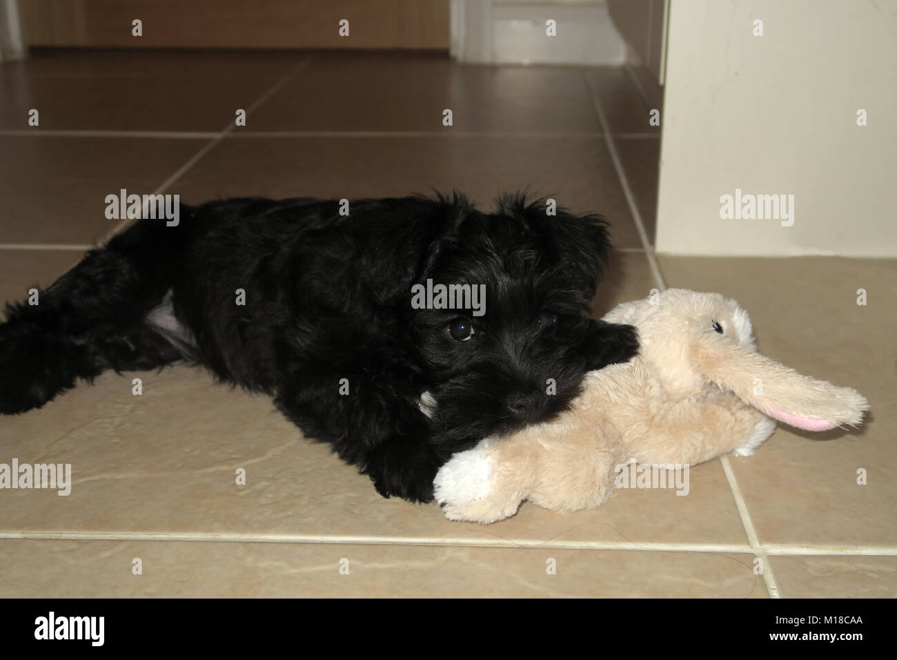 Zwergschnauzer Welpen. Schwarz cute puppy in verschiedenen Posen. Stockfoto