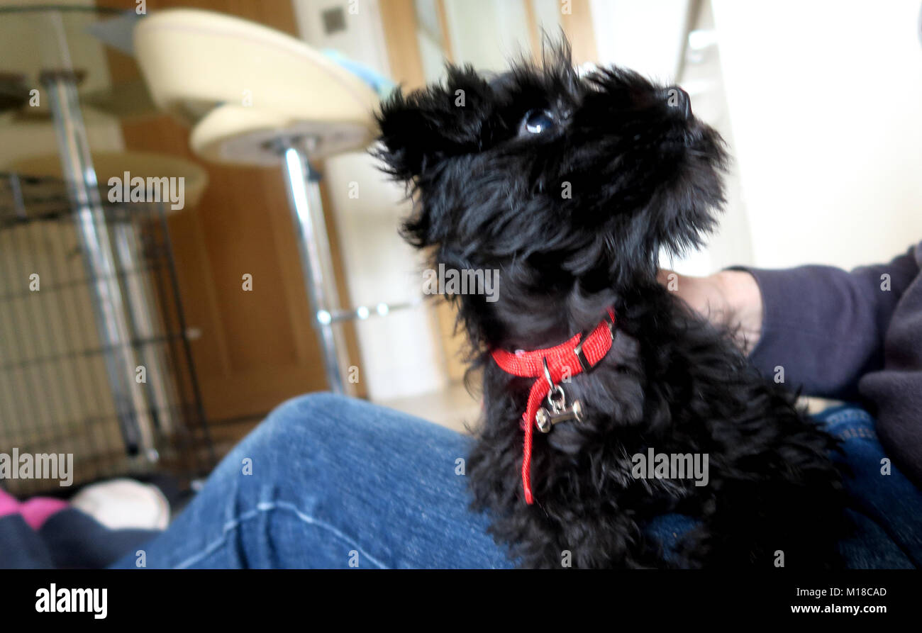 Zwergschnauzer Welpen. Schwarz cute puppy in verschiedenen Posen. Stockfoto