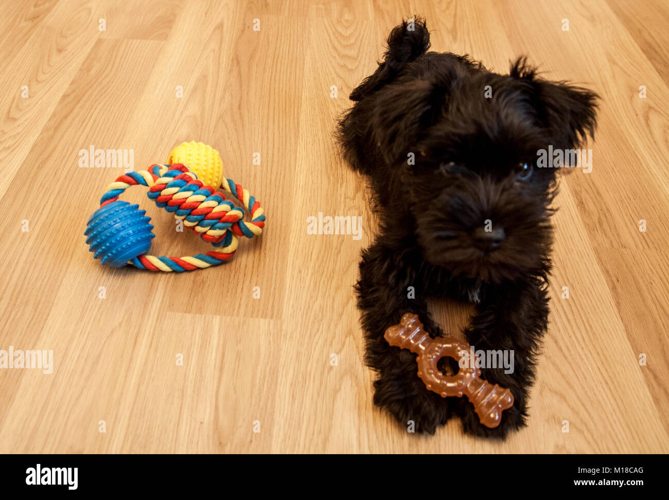 Zwergschnauzer Welpen. Schwarz cute puppy in verschiedenen Posen. Stockfoto
