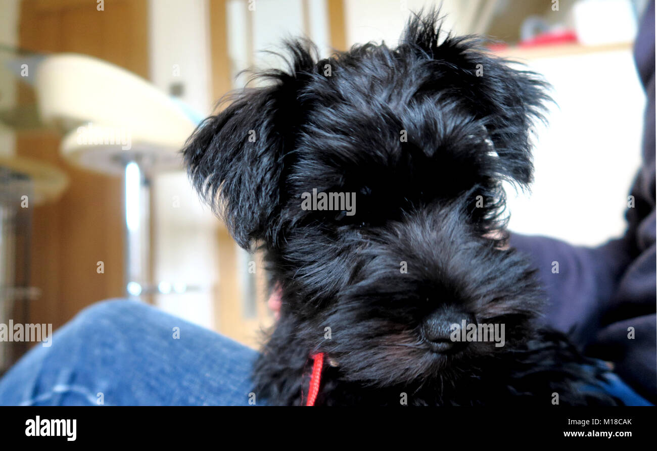 Zwergschnauzer Welpen. Schwarz cute puppy in verschiedenen Posen. Stockfoto