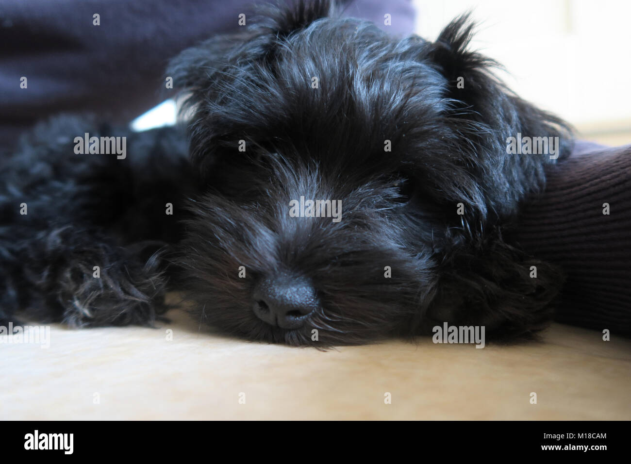 Zwergschnauzer Welpen. Schwarz cute puppy in verschiedenen Posen. Stockfoto
