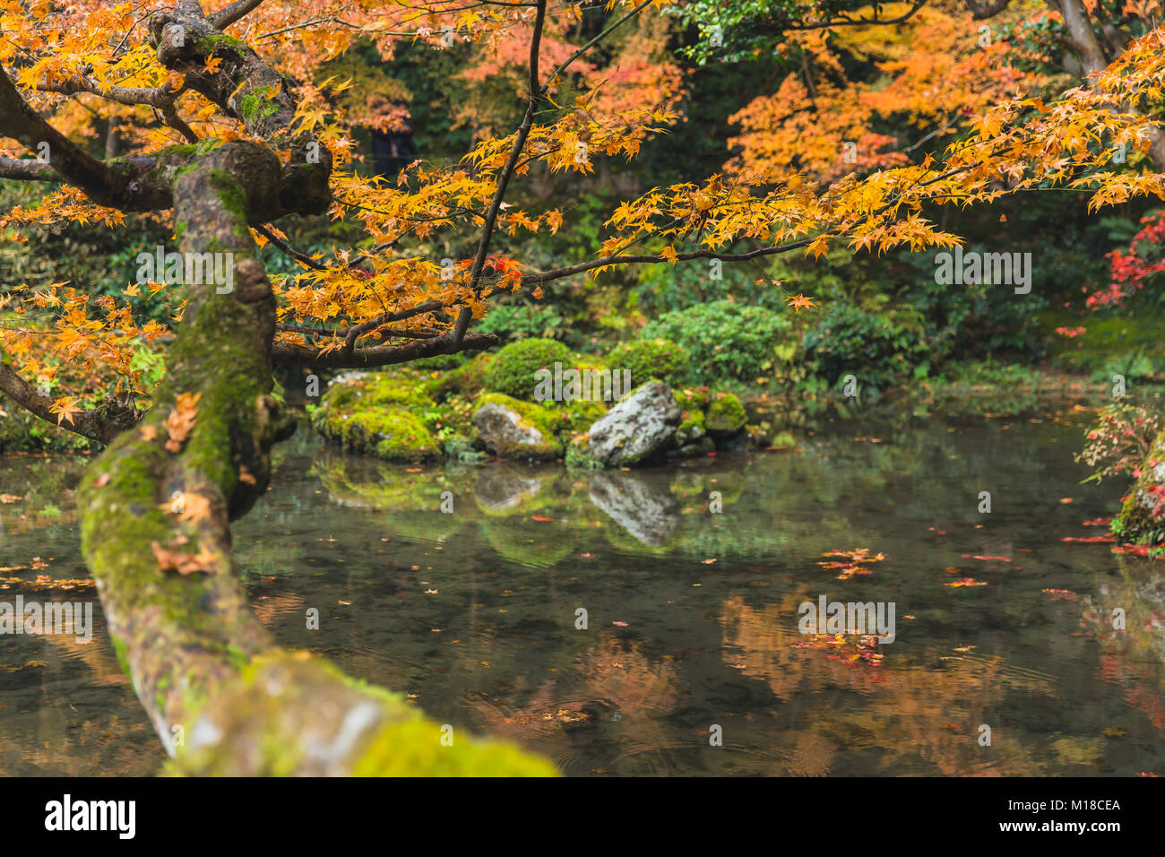Herbst Ahorn Baum mit Teich See Wald Garten in Kyoto. Stockfoto
