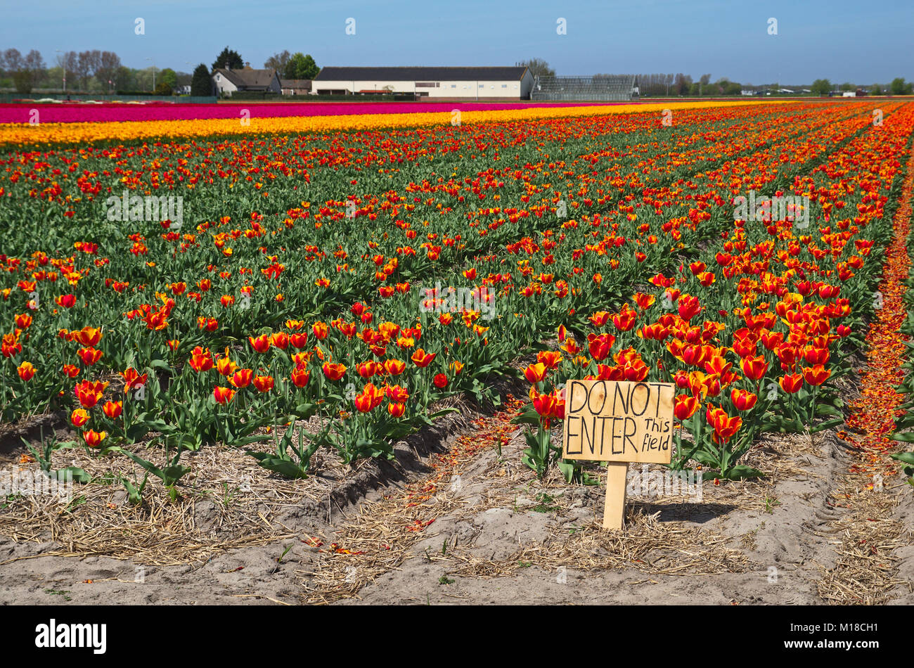 Ein Blick auf ein tulpenfeld in fuul Bloom in Niederlande mit ein Zeichen eingegeben wird. Stockfoto
