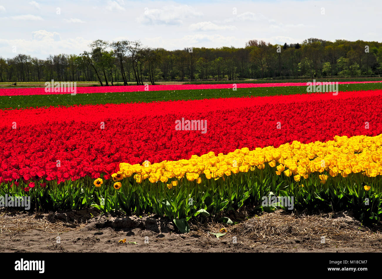 Ein Blick auf ein tulpenfeld in fuul Blüte in den Niederlanden. Stockfoto