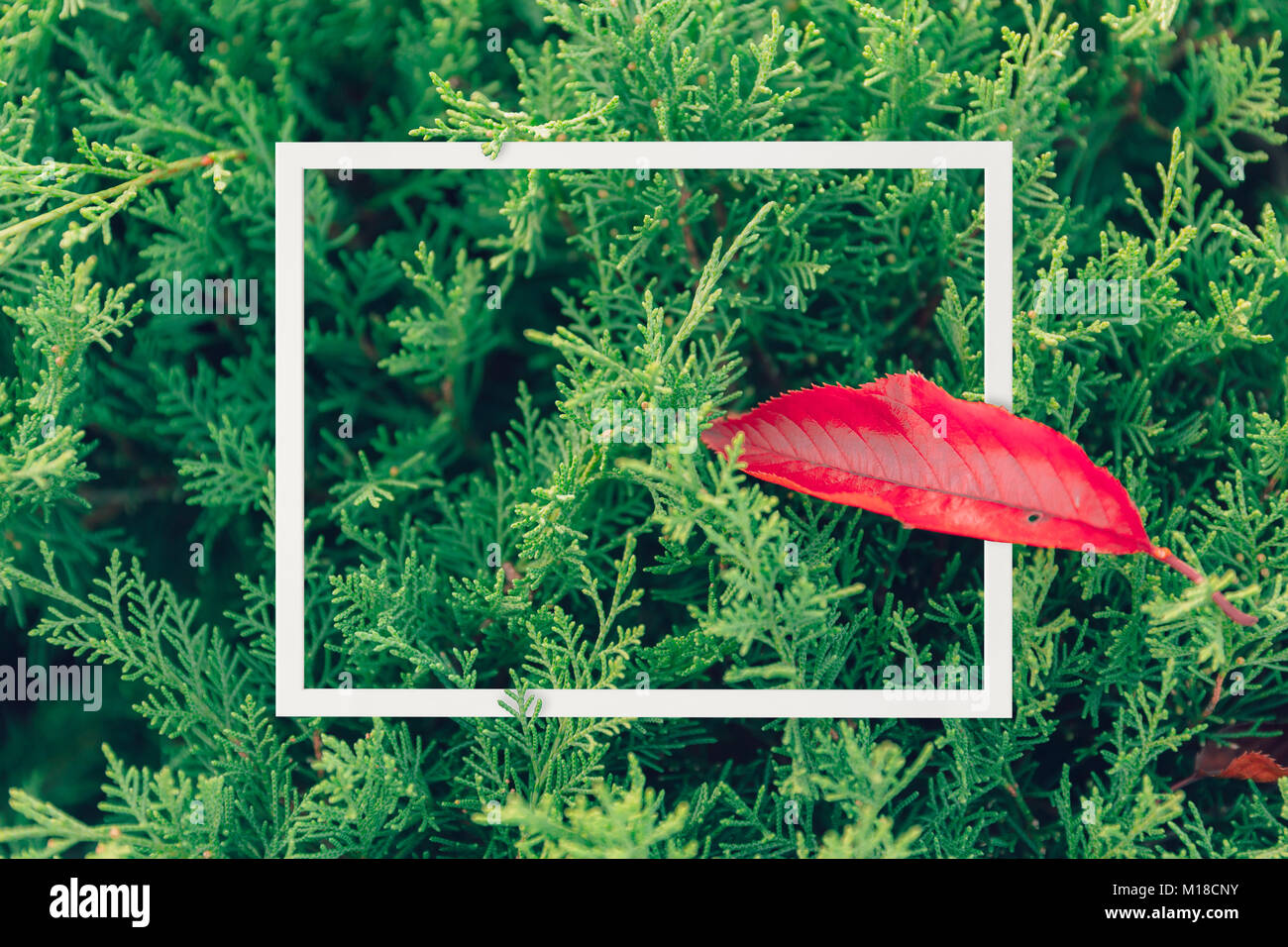 Moderne Kunst grüne Natur Rahmenkonstruktion für Postkarte oder Poster Hintergrund Stockfoto