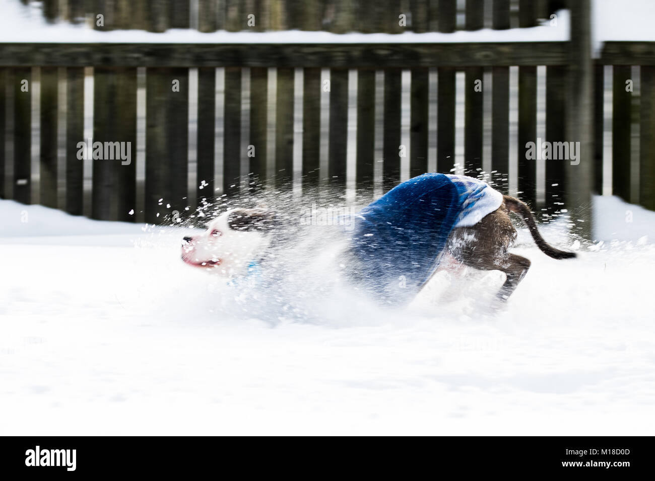 Staffordshire Terrier pitbull Hund laufen und springen durch den Schnee Stockfoto