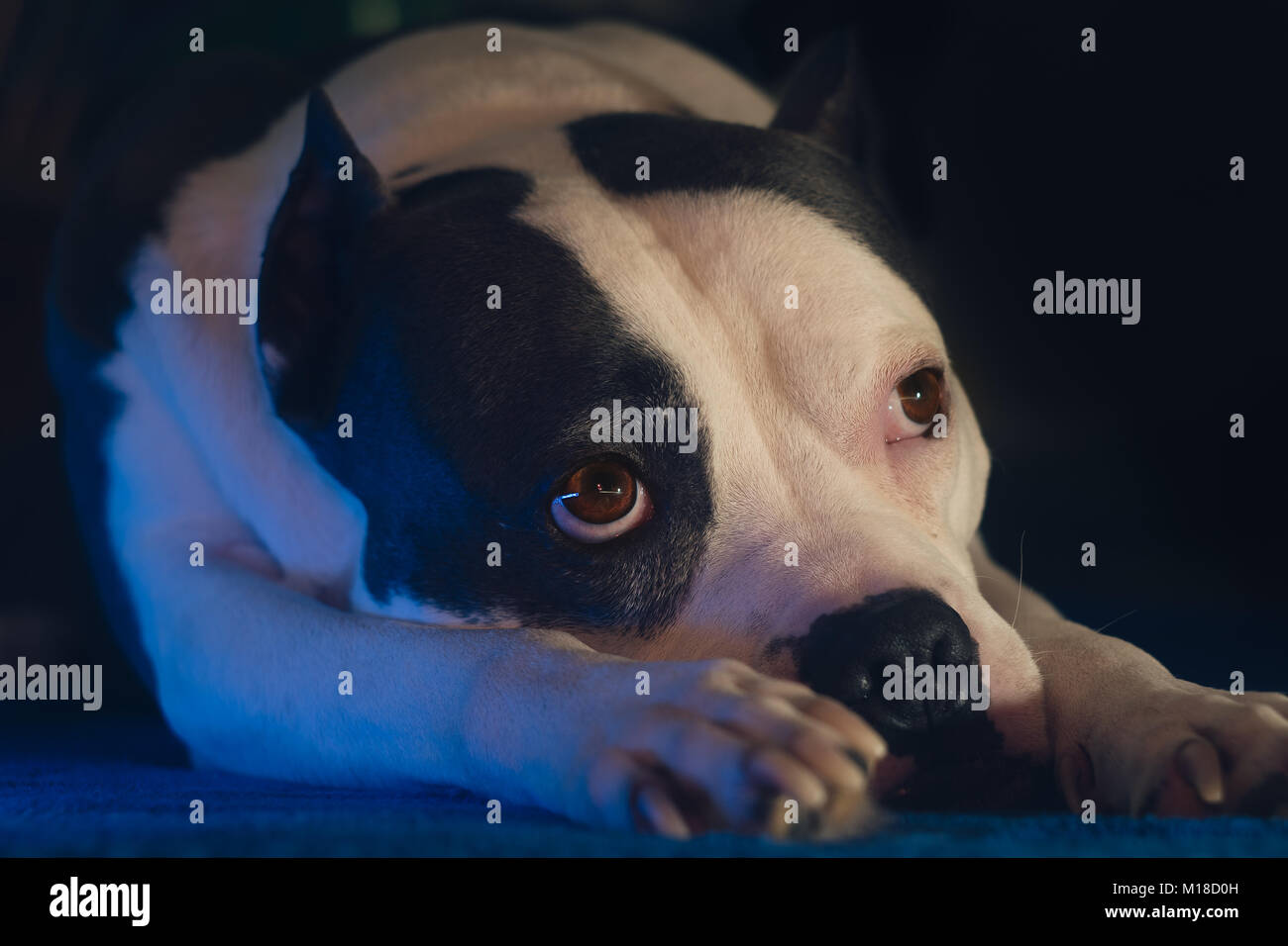 Staffordshire Terrier Hund mit traurigen Augen Stockfoto