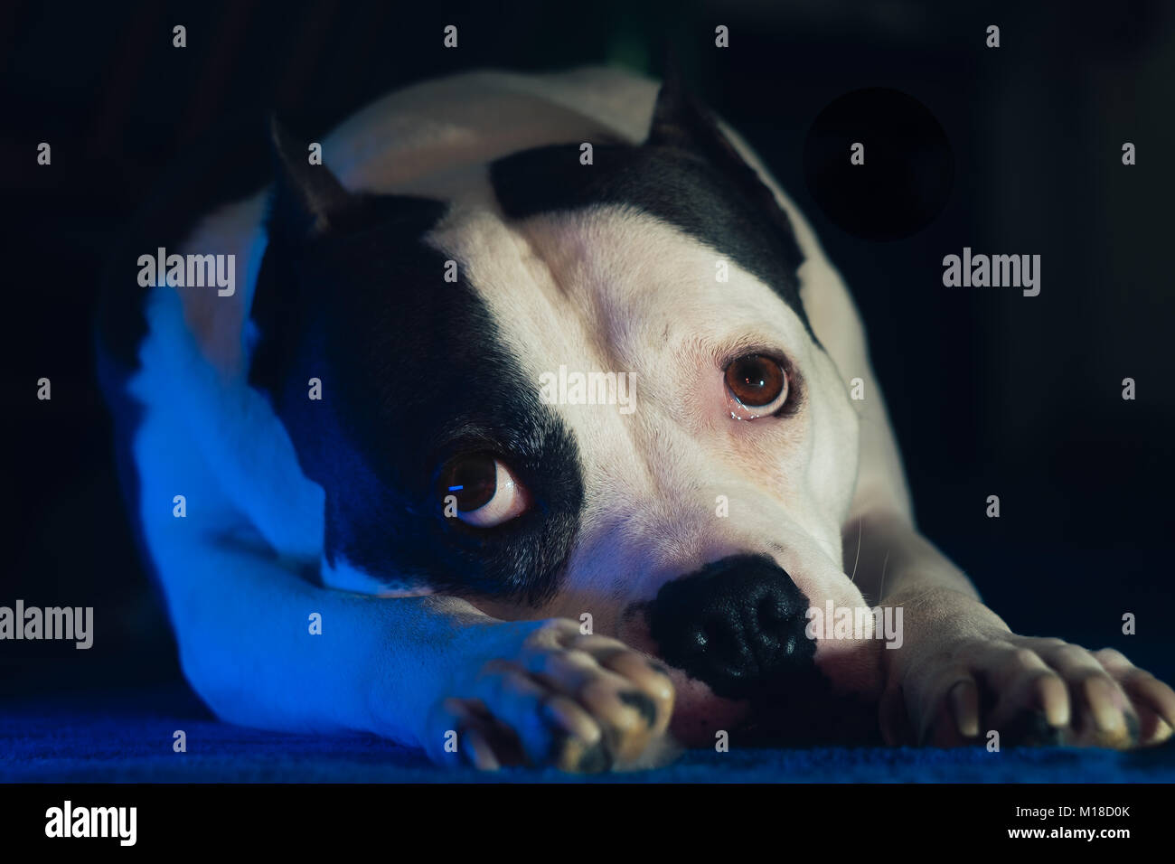 Staffordshire Terrier Hund mit traurigen Augen Stockfoto