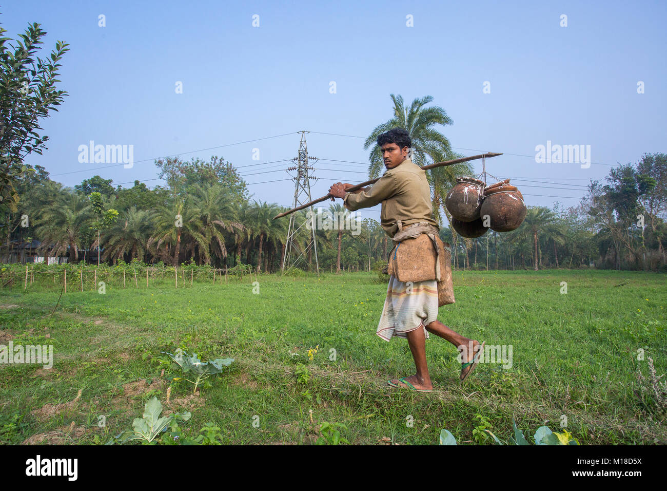 Man Klettern oder Khejur Dattelpalmen (Phoenix sylvestris) Baum für toddy, Khulna Division, Bangladesch. Stockfoto