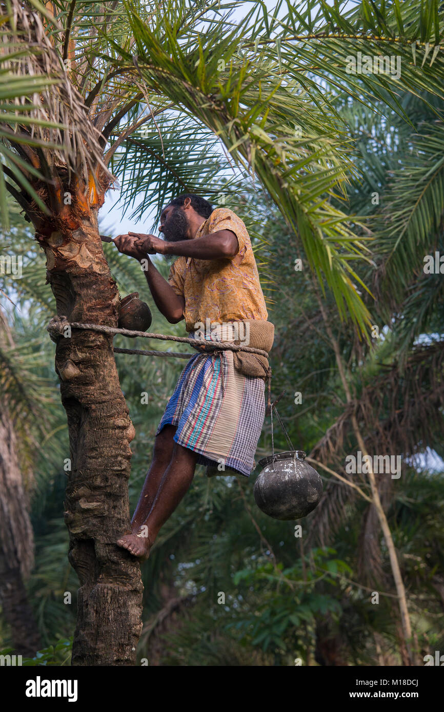 Man Klettern oder Khejur Dattelpalmen (Phoenix sylvestris) Baum für toddy, Khulna Division, Bangladesch. Stockfoto