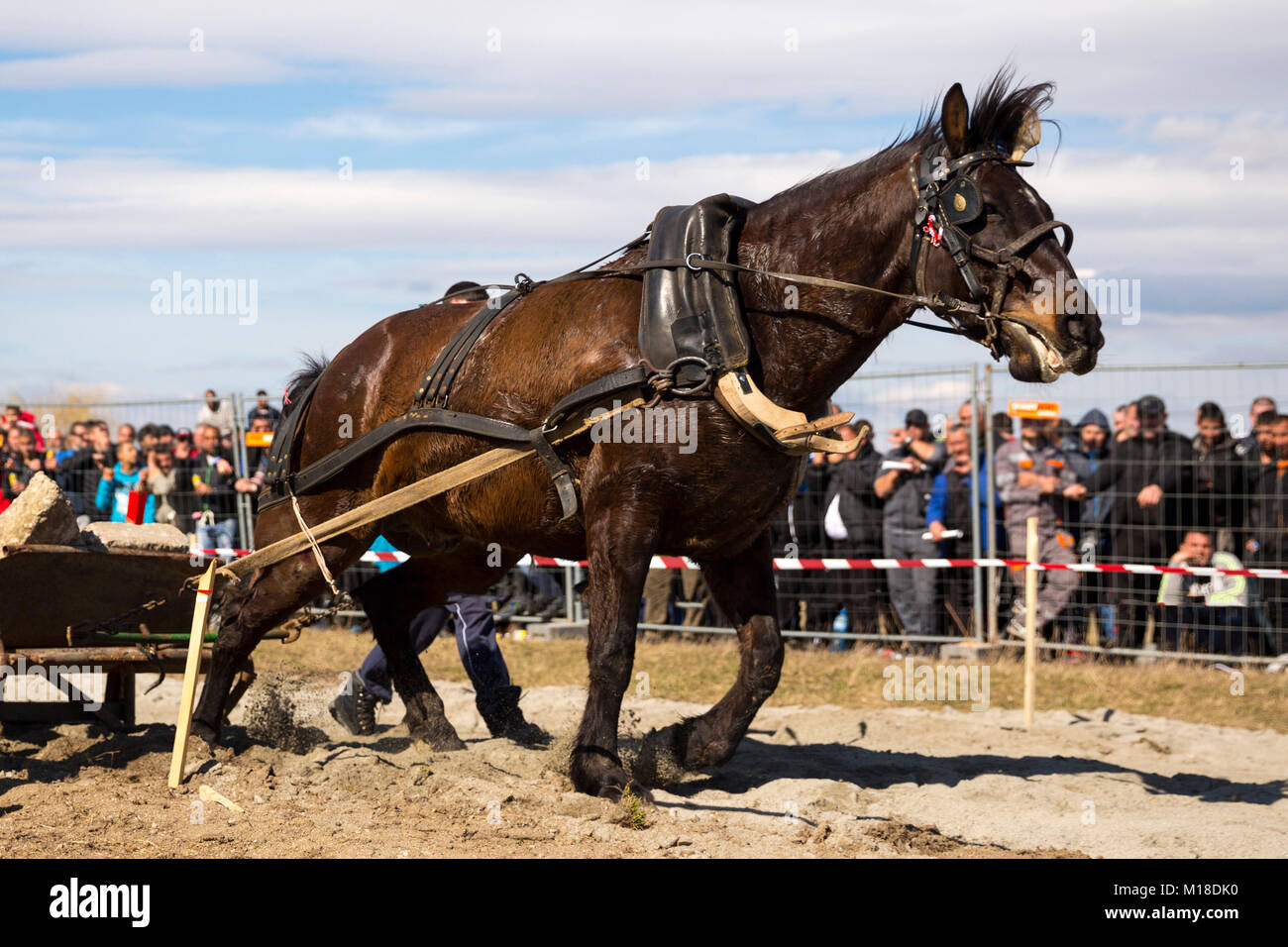 Pferde und ihre Besitzer teilnehmen an einem schweren Zug-Turnier. Die Tieren muss eine Last von hundert Kilogramm auf einer Strecke von 30 m. ziehen. Stockfoto