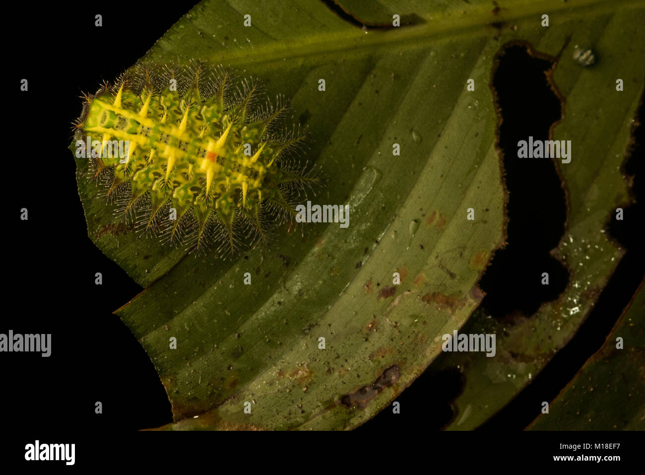 Ein Stechen slug Caterpillar aus der Familie Limacodidae wahrscheinlich in der Isa-Gattung. Dieses ist von der Kolumbianischen Amazon. Stockfoto
