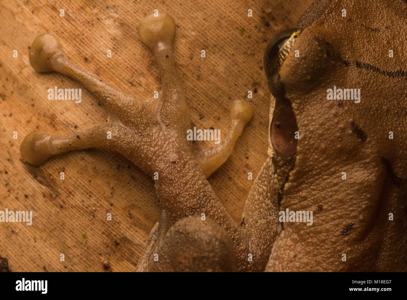 Die selbsthaftenden Pads Merkmal der Laubfrosch in der Familie Hylidae, diese ermöglichen Ihnen, auch glatte Oberflächen anzuhaften. Stockfoto