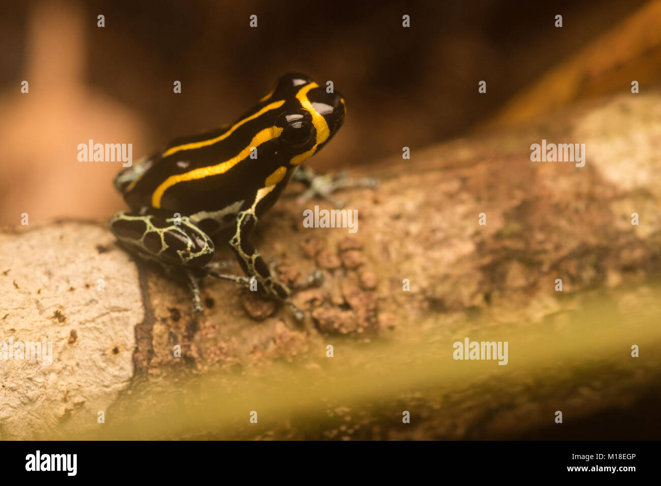 Einen kleinen Pfeilgiftfrosch (Ranitomeya toraro) eine Art nur beschrieben im Jahr 2011. Kleine und arboreal stützt er sich auf seine Toxine vor Raubtieren zu schützen. Stockfoto