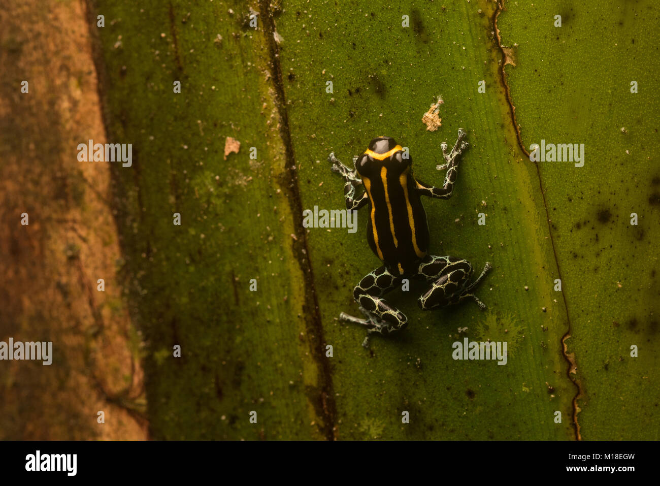 Einen kleinen Pfeilgiftfrosch (Ranitomeya toraro) eine Art nur beschrieben im Jahr 2011. Kleine und arboreal stützt er sich auf seine Toxine vor Raubtieren zu schützen. Stockfoto