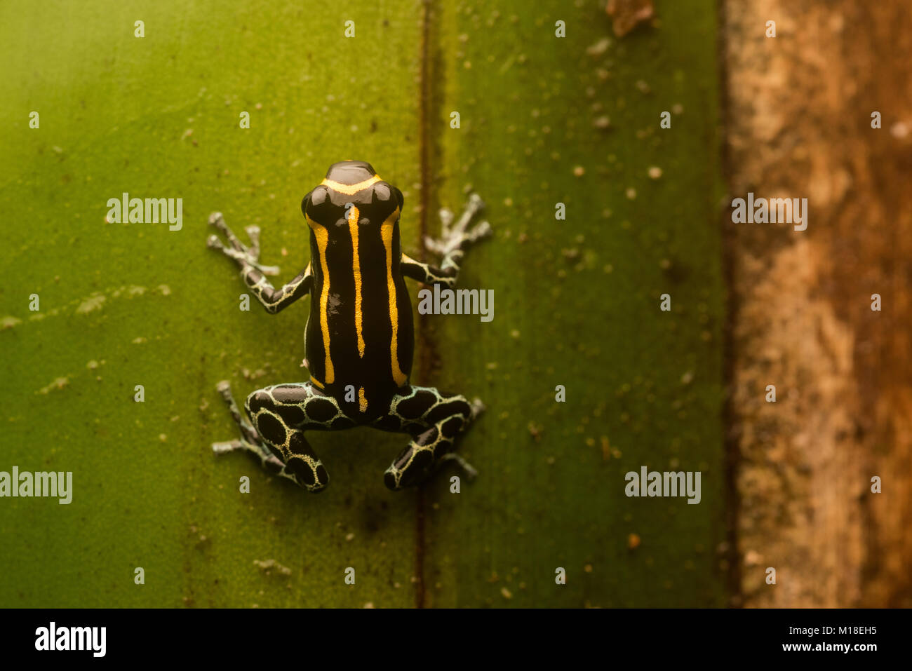 Einen kleinen Pfeilgiftfrosch (Ranitomeya toraro) eine Art nur beschrieben im Jahr 2011. Kleine und arboreal stützt er sich auf seine Toxine vor Raubtieren zu schützen. Stockfoto