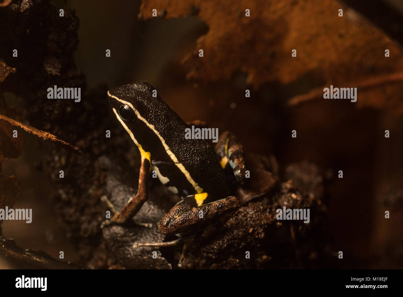 Eine brillante - thighed Pfeilgiftfrosch (Allobates Aortenprothesen) auf dem Waldboden in Kolumbien, diese Art für seine Bewegung Muster untersucht wurde. Stockfoto