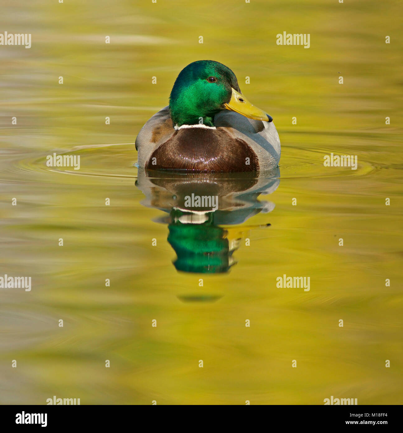 Stockente (Anas platyrhynchos) in Wasser, männlich, Hessen, Deutschland Stockfoto