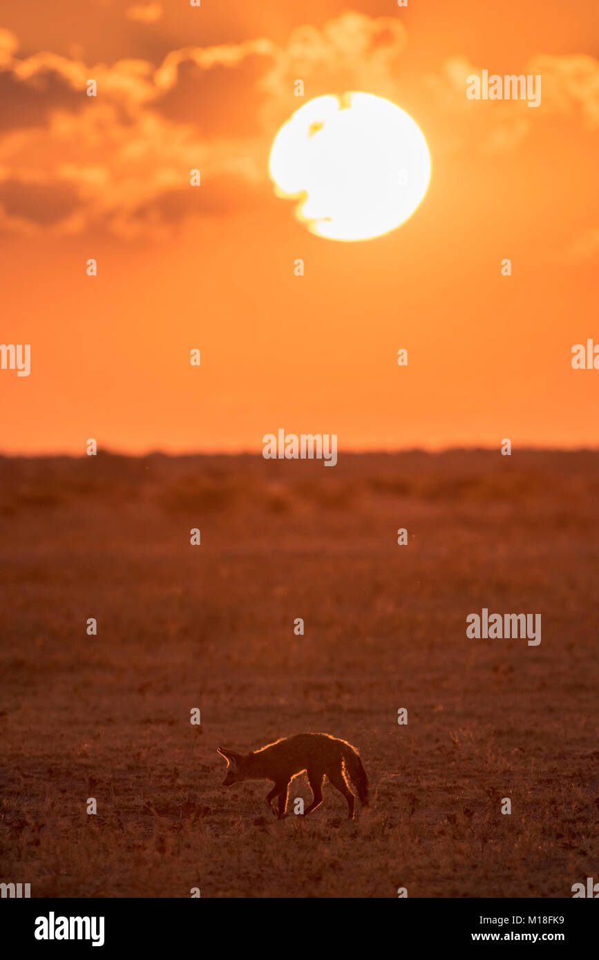 Bat-eared Fox (Otocyon Megalotis), bei Sonnenuntergang, Trockenrasen, Nxai Pan National Park, Ngamiland District, Botswana Stockfoto