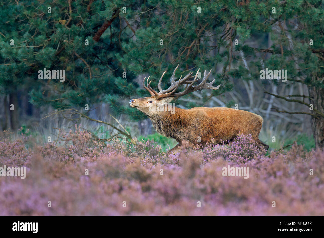 Red Deer (Cervus elaphus) verläuft zwischen Heidekraut (Calluna vulgaris) am Rande des Waldes, Hirschbrunft Stockfoto