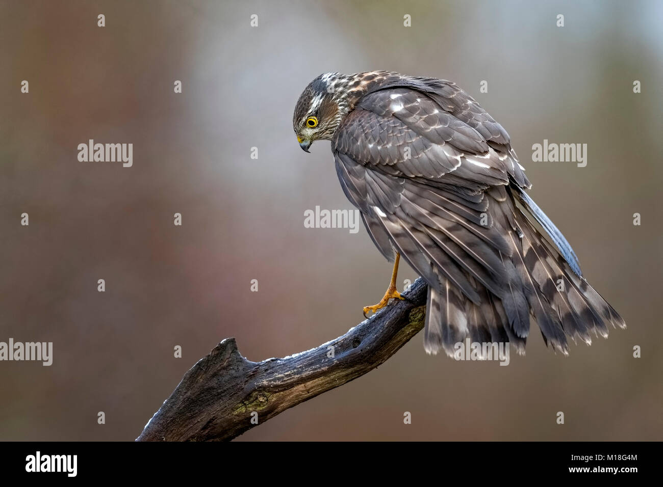Eurasischen Sperber (Accipiter nisus), Weibliche sitzen auf Zweig, Biosphärenreservat Mittelelbe, Sachsen-Anhalt, Deutschland Stockfoto