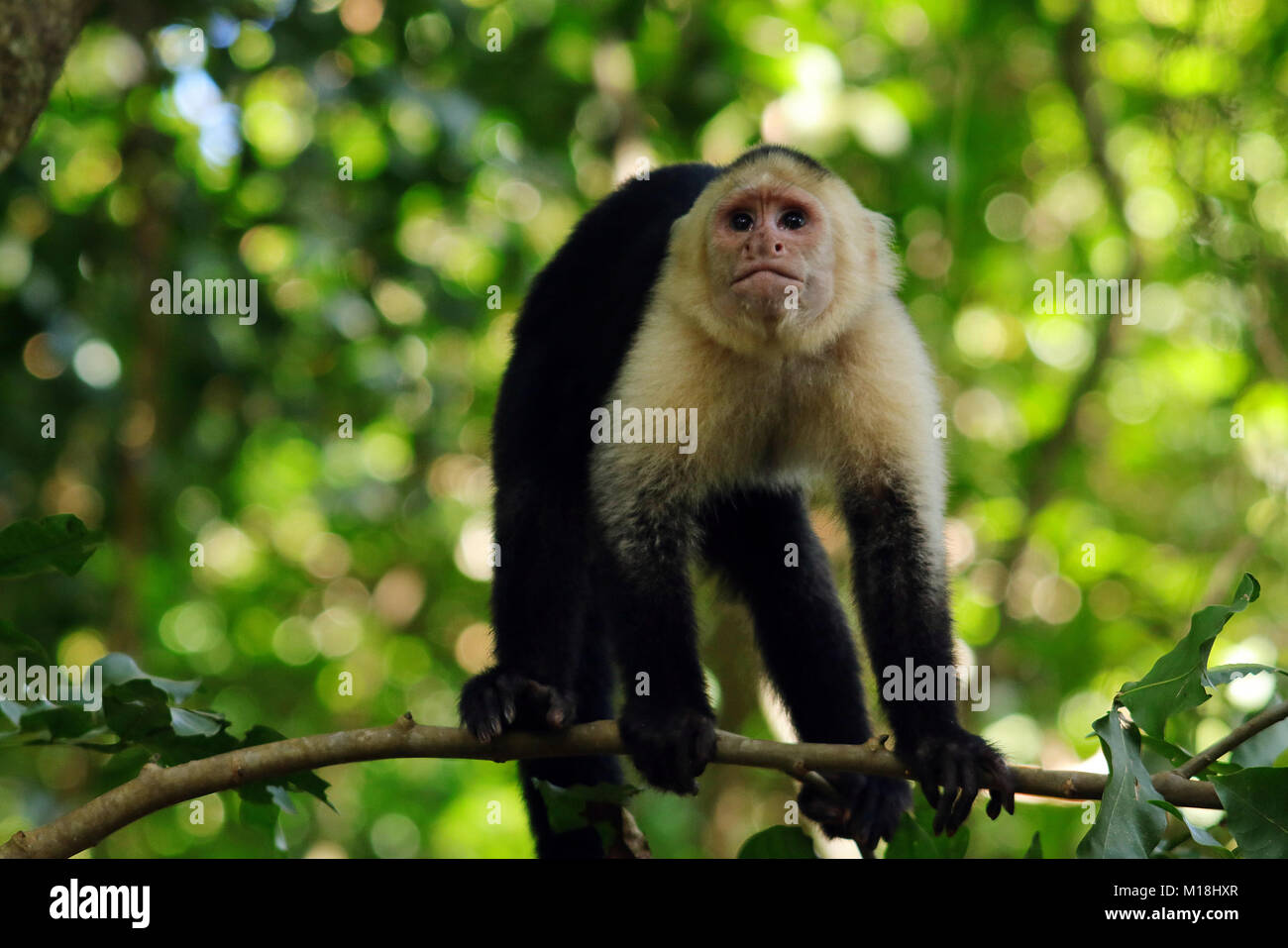 Wild White-Headed Kapuziner Affen sitzen auf einem Zweig in den Regenwald an der Manuel Antonio National Park, Costa Rica Stockfoto