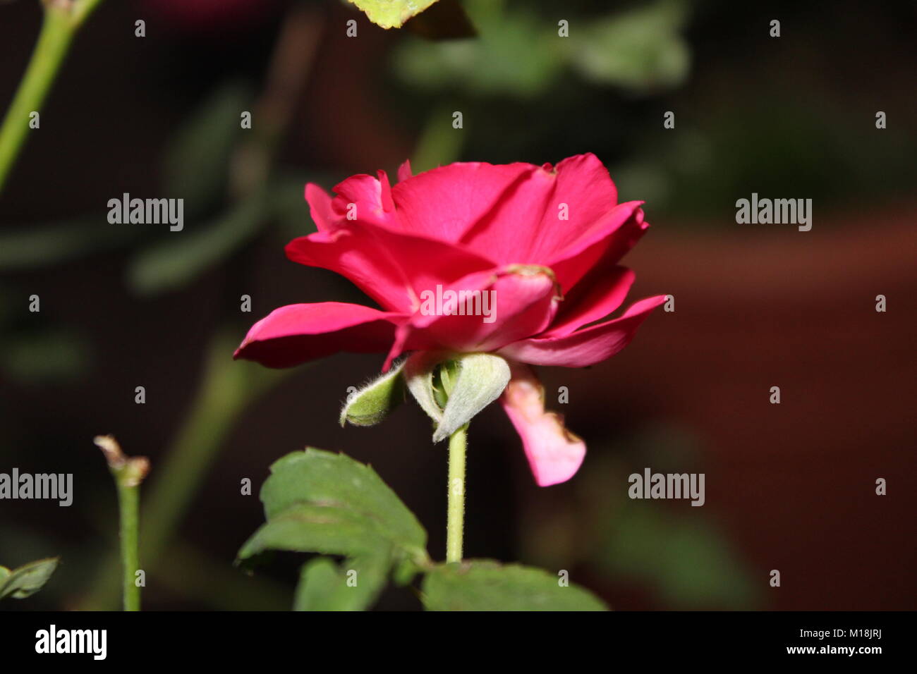 Schöne rote Rose mit Blatt Stockfoto