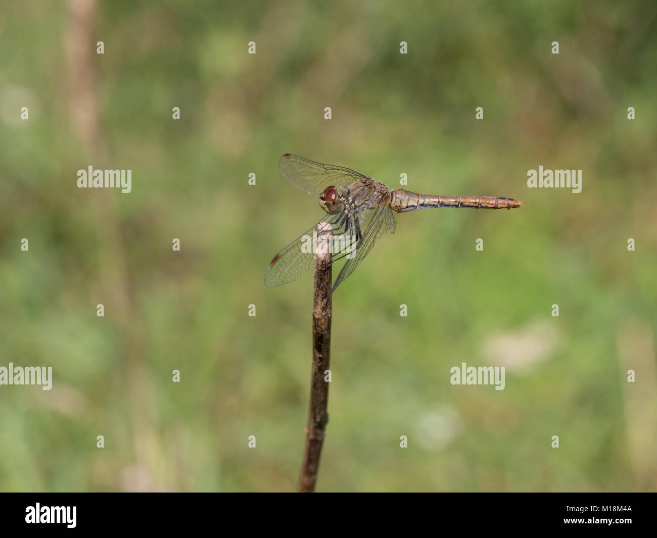 Ruddy Darter, Sympetrum sanguineum Stockfoto