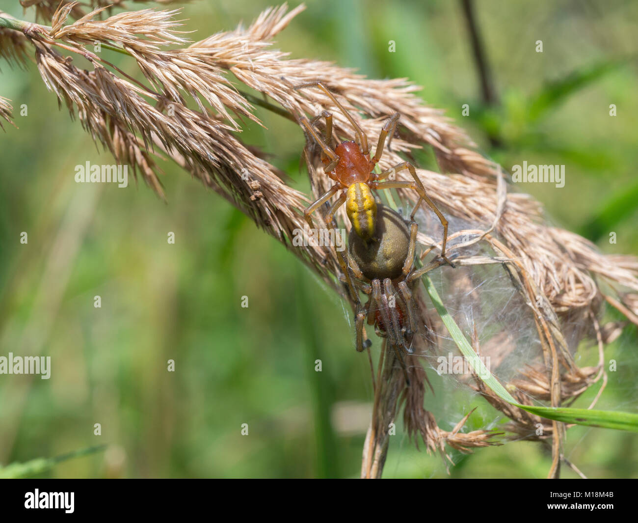 Gelbe sac Spider, Cheiracanthium punctorium Stockfoto