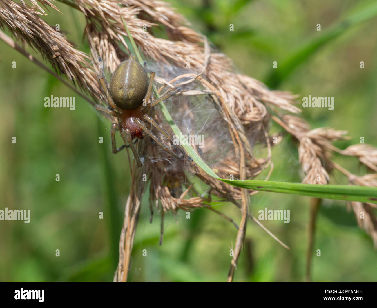 Gelbe sac Spider, Cheiracanthium punctorium Stockfoto