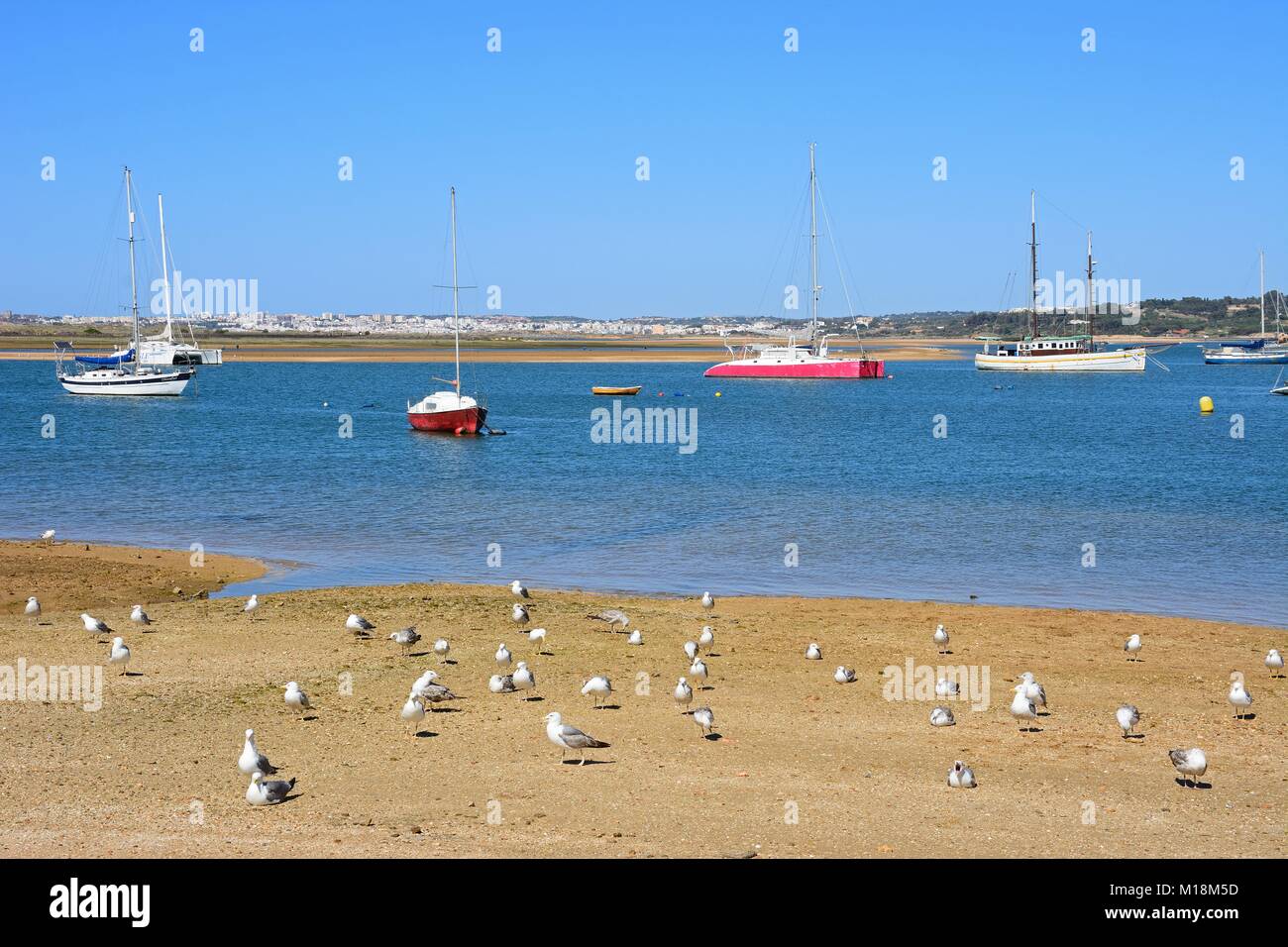 Yachten vor Anker in der Mündung mit Möwen an der Küste in den Vordergrund, Alvor, Algarve, Portugal, Europa. Stockfoto