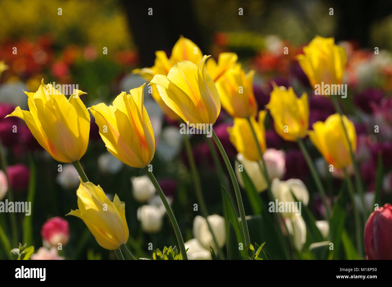 Tulpenblute Stockfotos Tulpenblute Bilder Alamy