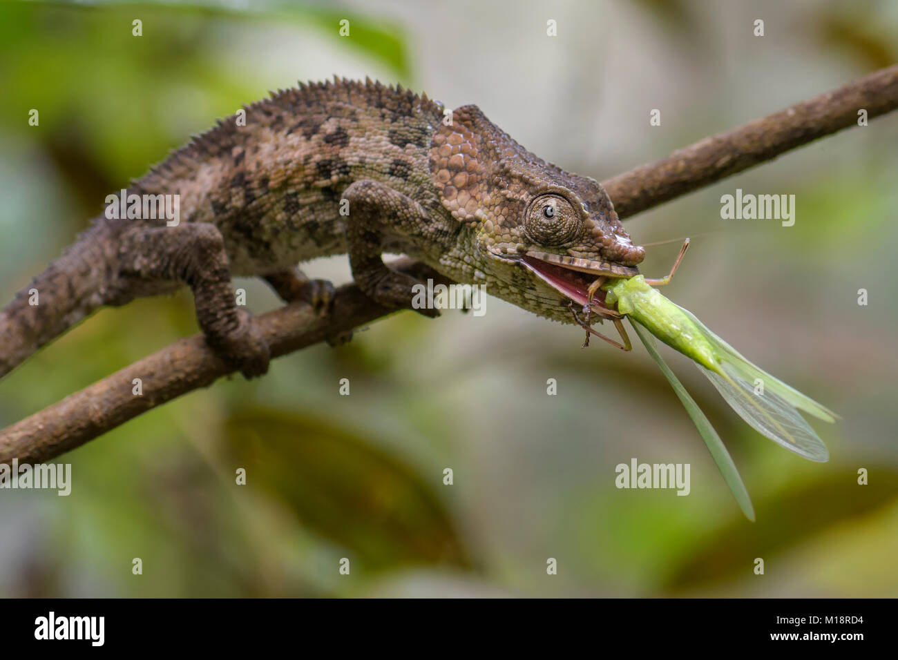 Kurze-horned Chameleon - Calumma brevicorne, Madagaskar Regenwald. Schöne farbige Eidechse. Elephant ear. Stockfoto