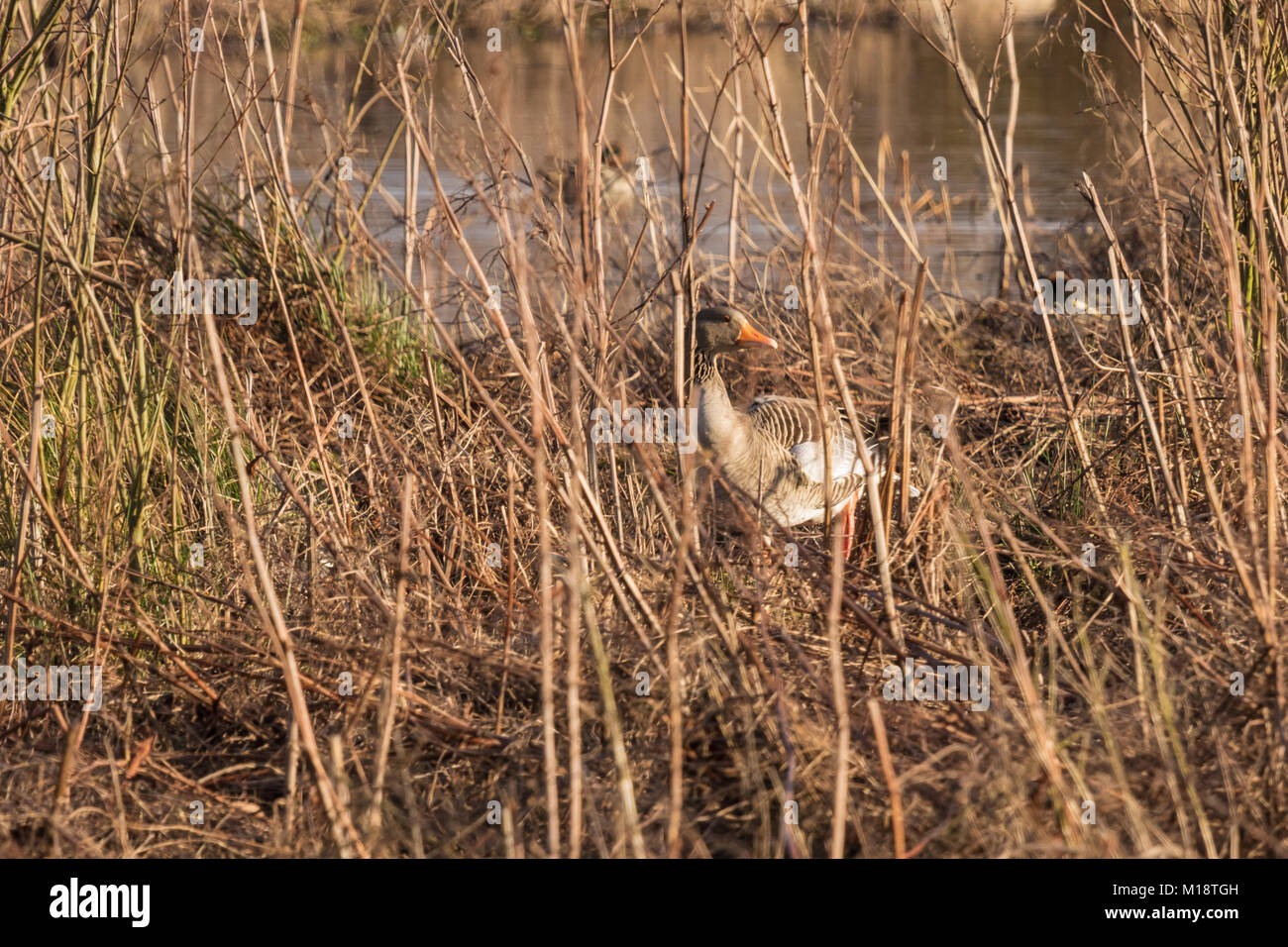 Stockente aus seinem Versteck in einem Tief winterliche Sonne in den Sümpfen in der Nähe von Mechelen Stockfoto