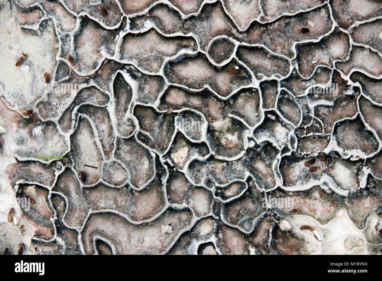 Travertine Muster Hintergrund bei Pamukkale Denizli Türkei. Stockfoto