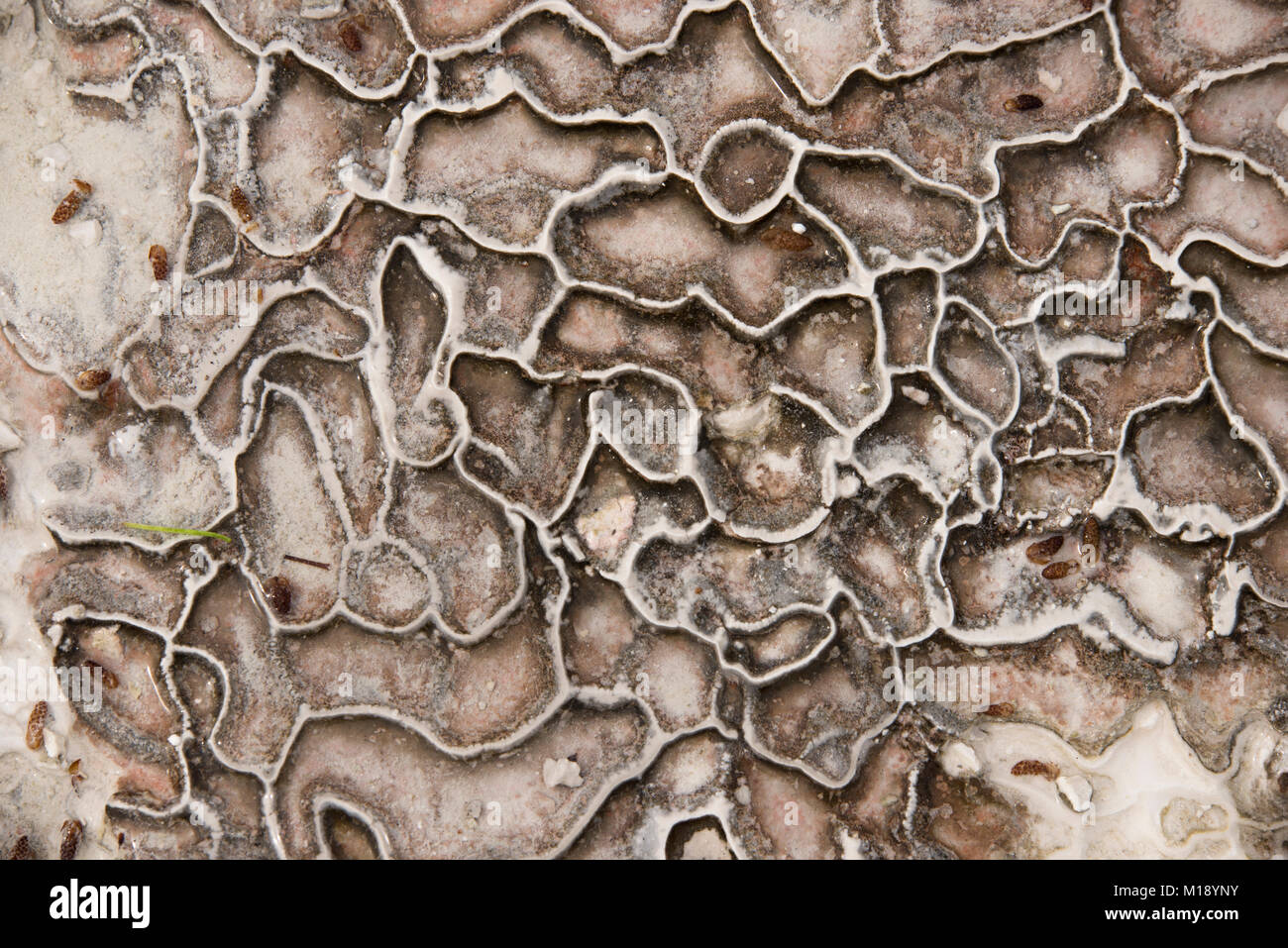 Travertine Muster Hintergrund bei Pamukkale Denizli Türkei. Stockfoto