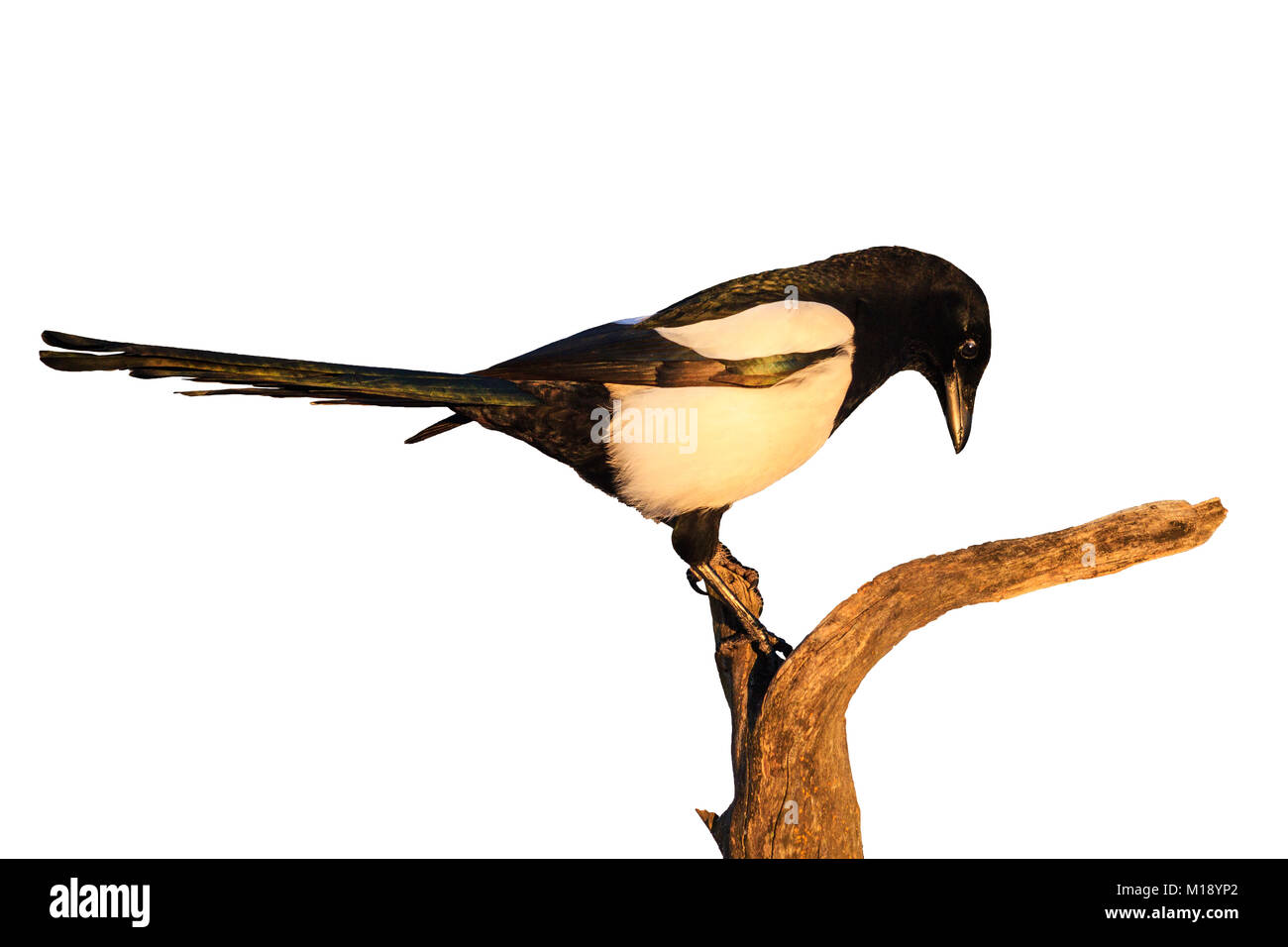 Magpie sitzen auf einem trockenen Zweig isoliert auf weißem Stockfoto