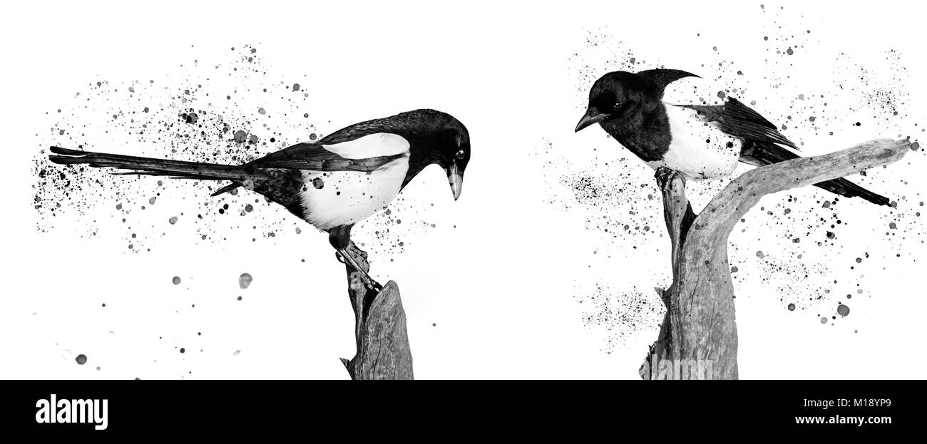 Zwei-zimmer schwarze und weiße Vögel und Sprühfarbe Stockfoto