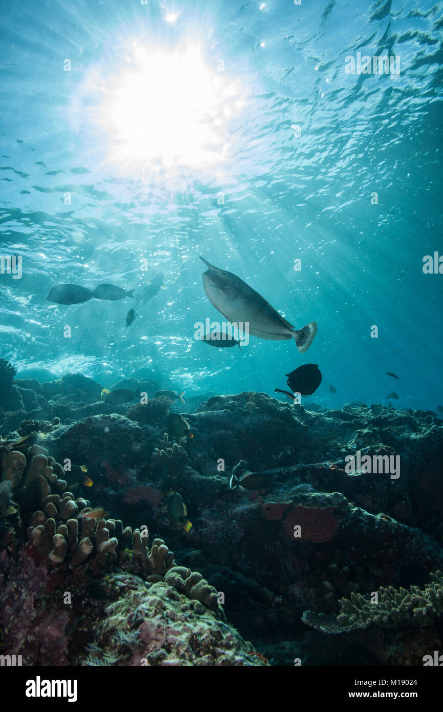 Schöne Unterwasserwelt tropischer Ozean Hintergrund Stockfoto