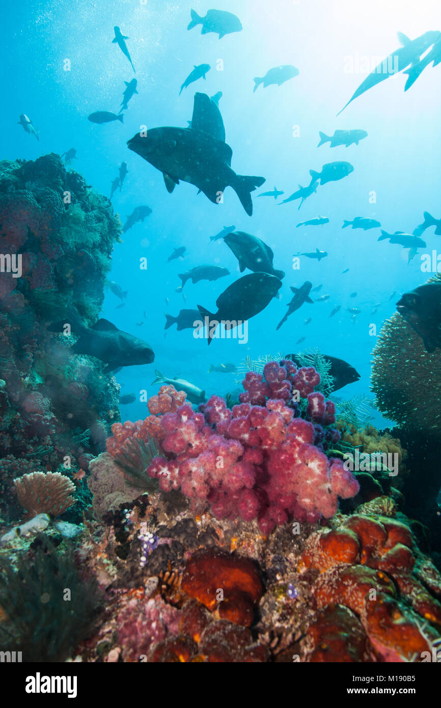 Schöne Unterwasserwelt tropischer Ozean Hintergrund Stockfoto