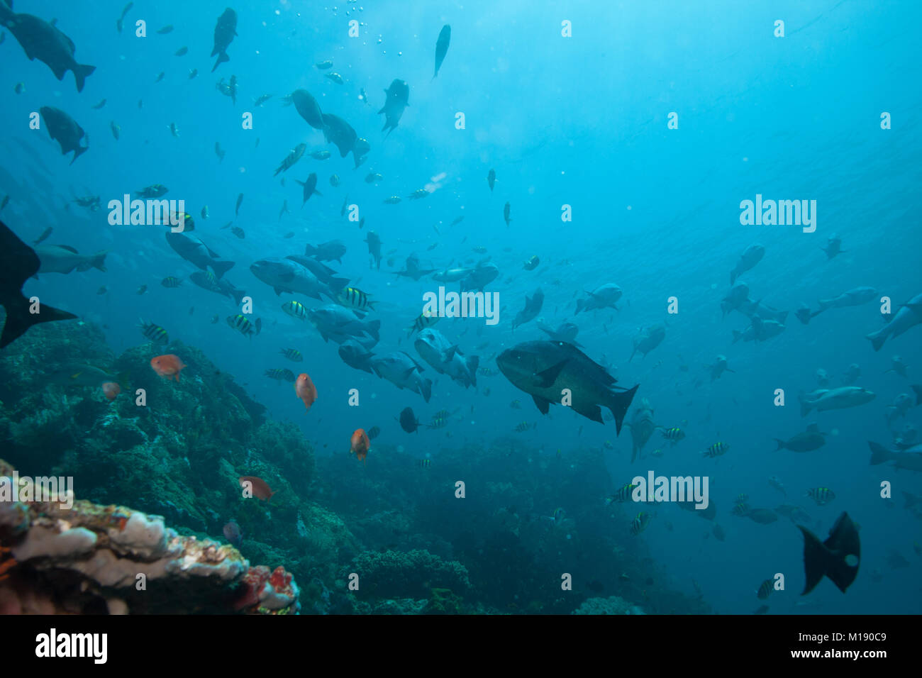 Schöne Unterwasserwelt tropischer Ozean Hintergrund Stockfoto