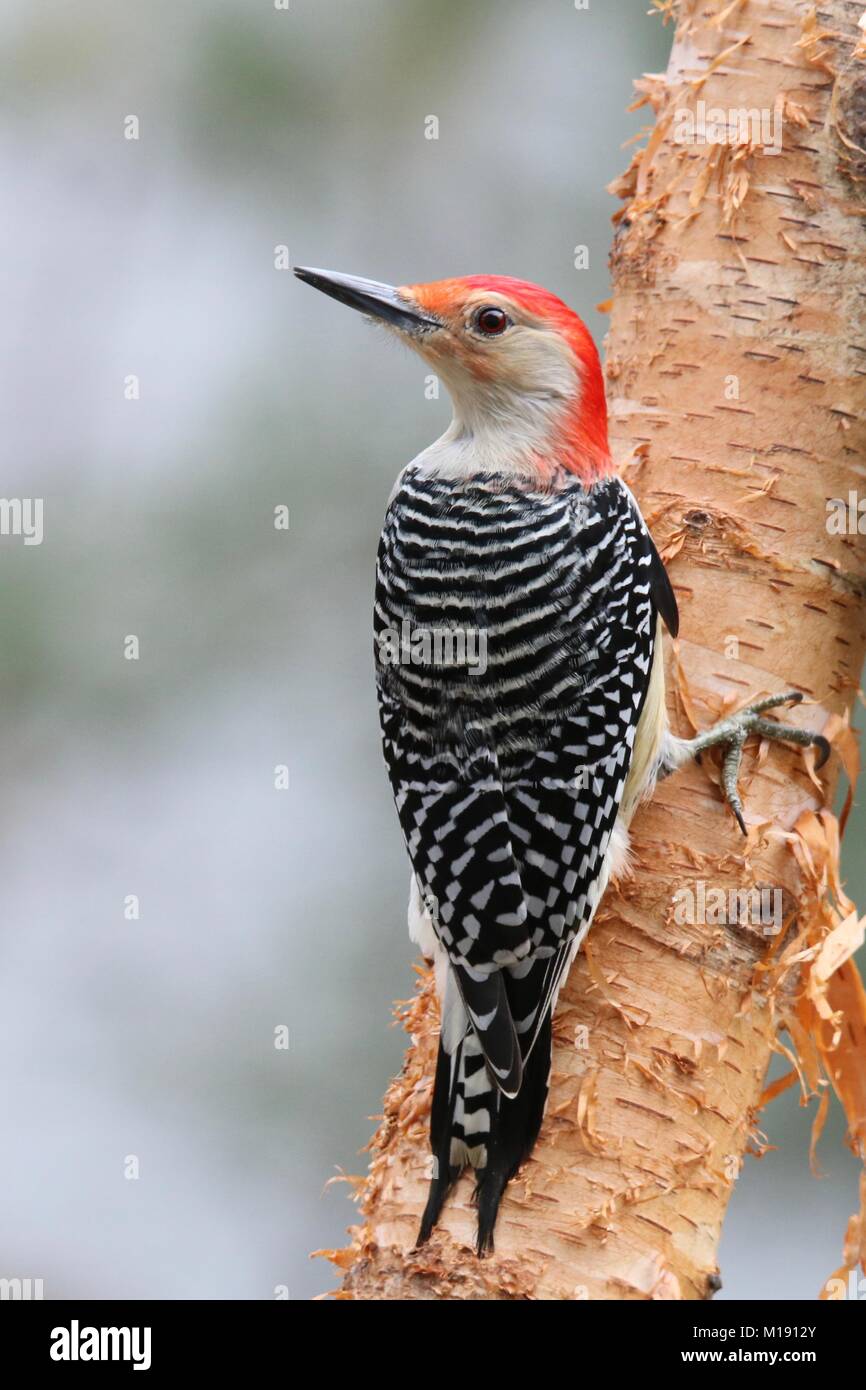 Ein männlicher Red bellied Woodpecker (Melanerpes carolinus) auf eine Birke Zweig im Winter. Stockfoto